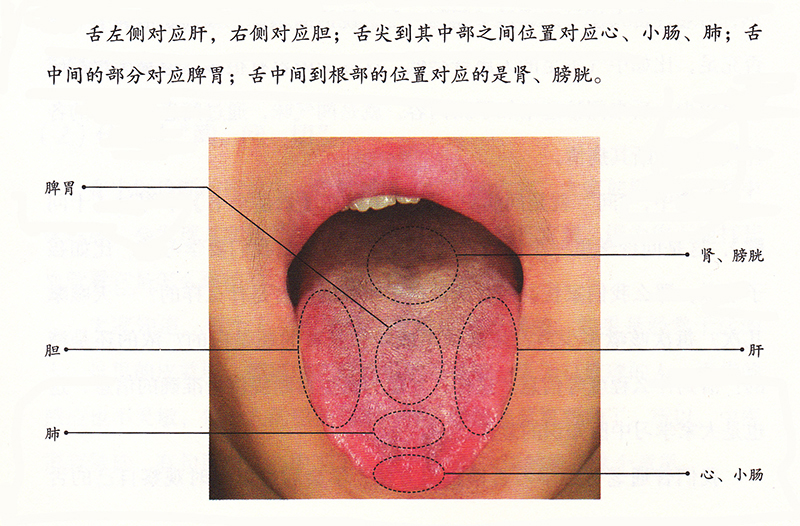 A舌診照相标準格式.jpg